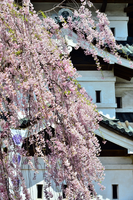 1131_弘前公園_青森