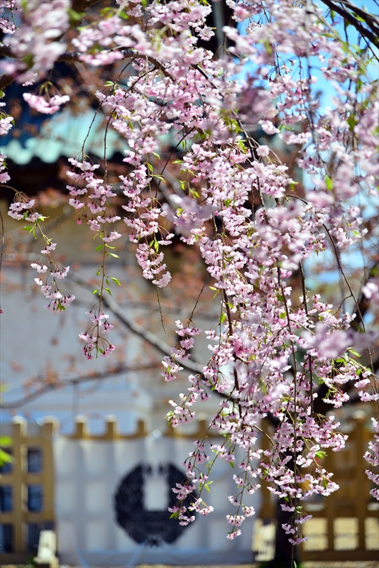 1134_弘前公園_青森