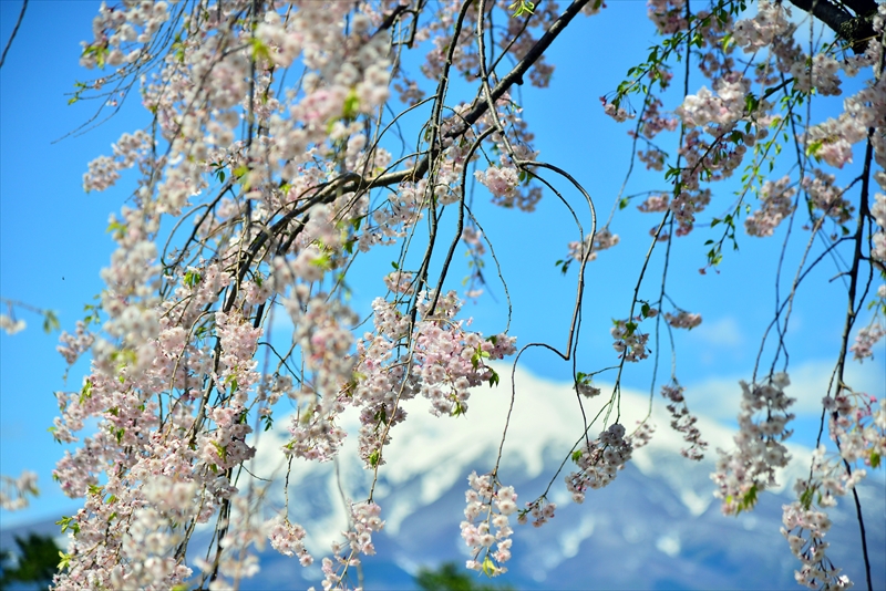 1249_弘前公園_青森