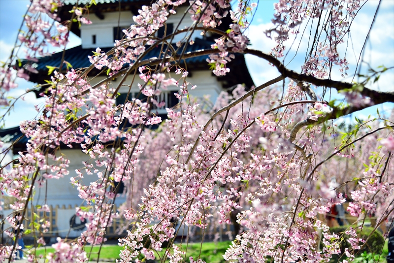 1136_弘前公園_青森