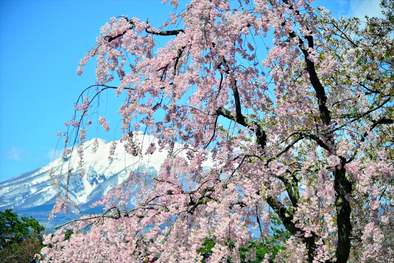 1137_弘前公園_青森