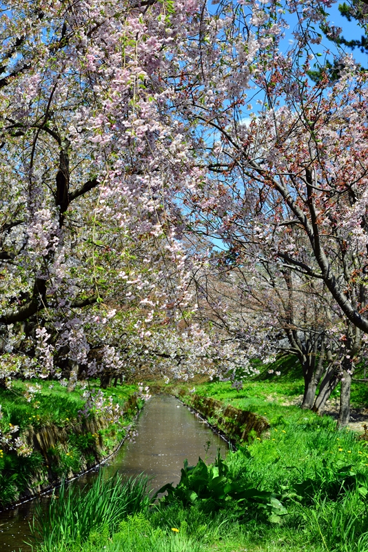 1143_弘前公園_青森