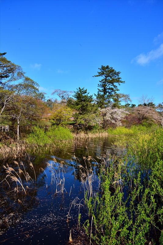 1313_芦野公園_青森