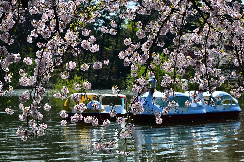 1320_芦野公園_青森