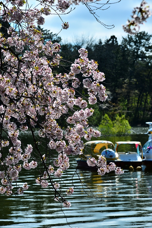 1321_芦野公園_青森