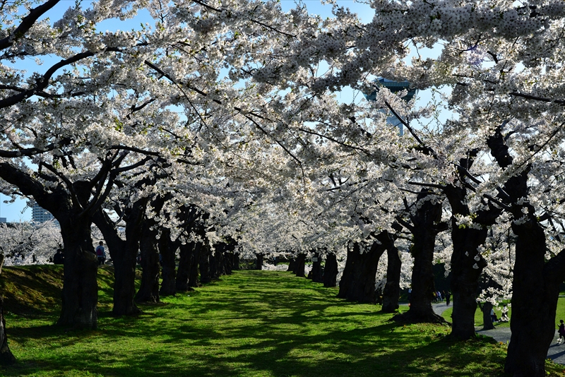 1068_函館五稜郭公園_北海道