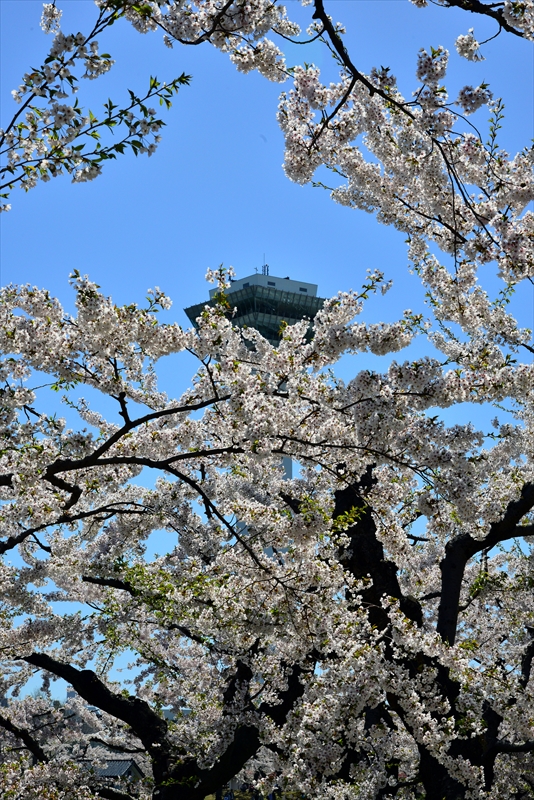 1071_函館五稜郭公園_北海道