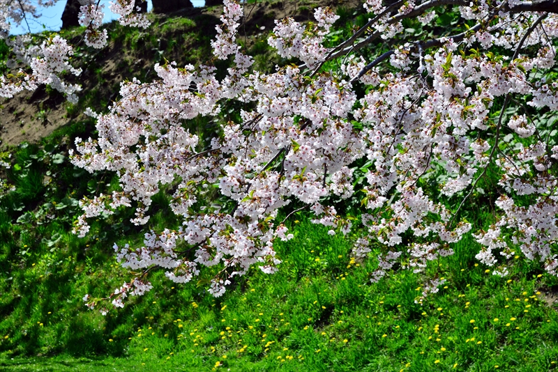 1074_函館五稜郭公園_北海道