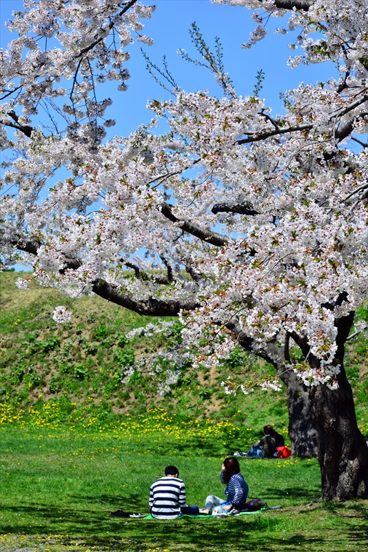 1075_函館五稜郭公園_北海道