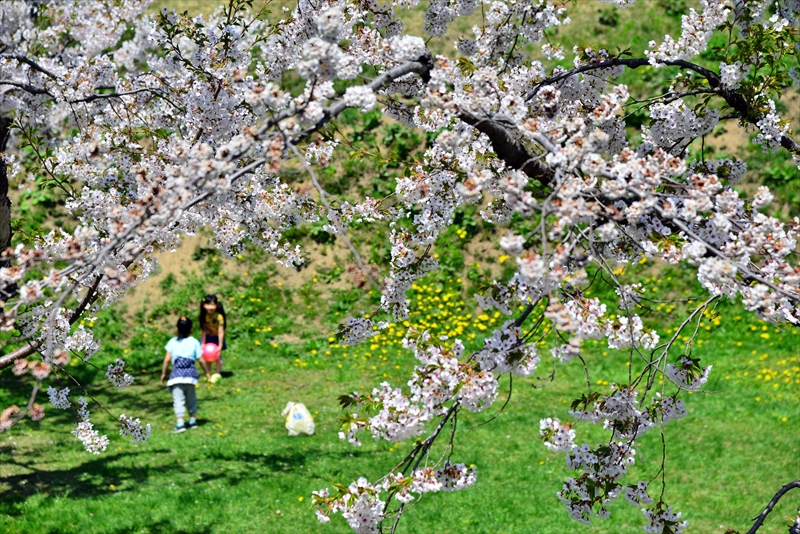 1077_函館五稜郭公園_北海道