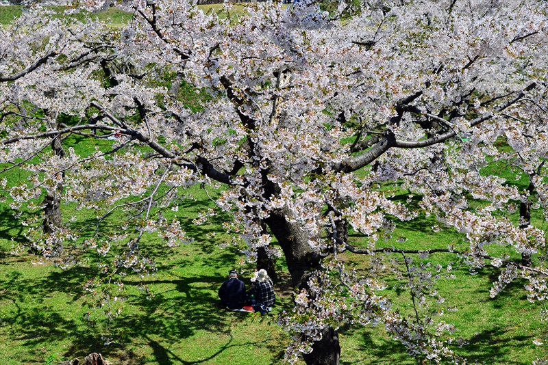 1078_函館五稜郭公園_北海道