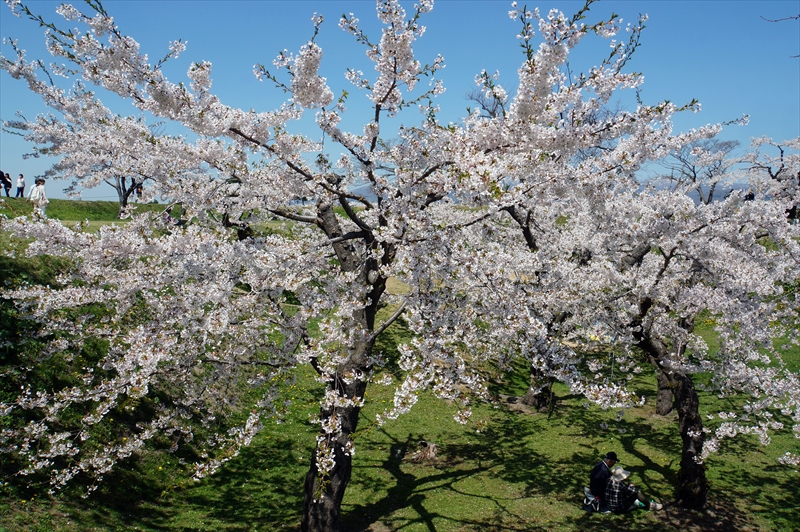1079_函館五稜郭公園_北海道
