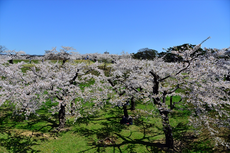 1080_函館五稜郭公園_北海道