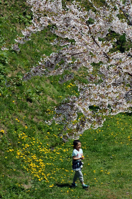 1083_函館五稜郭公園_北海道