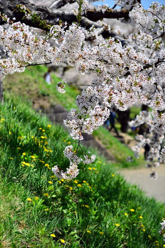 1088_函館五稜郭公園_北海道