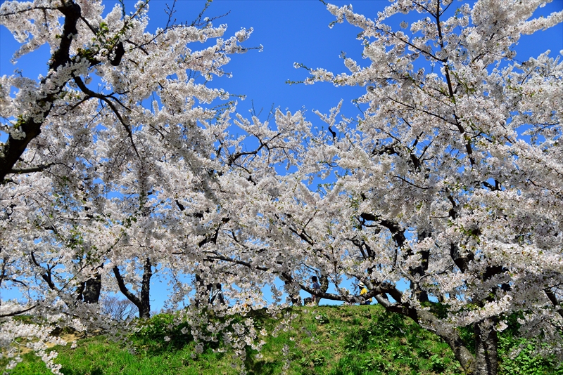 1089_函館五稜郭公園_北海道