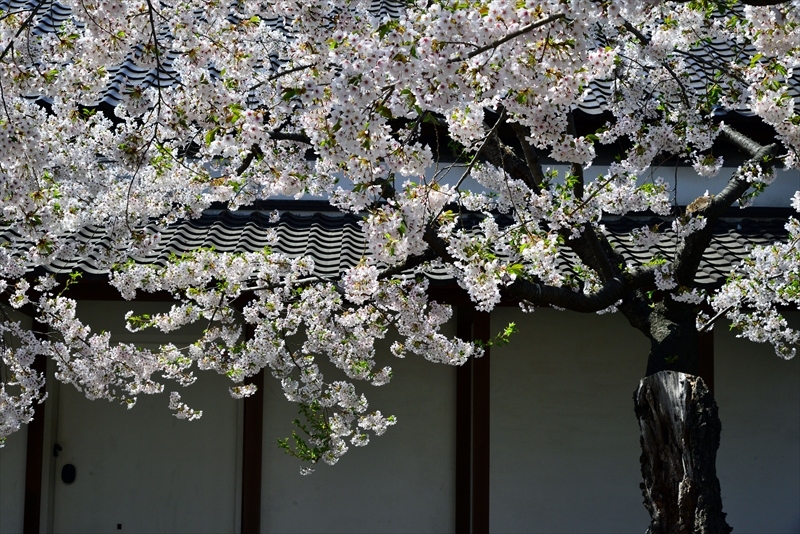 1091_函館五稜郭公園_北海道