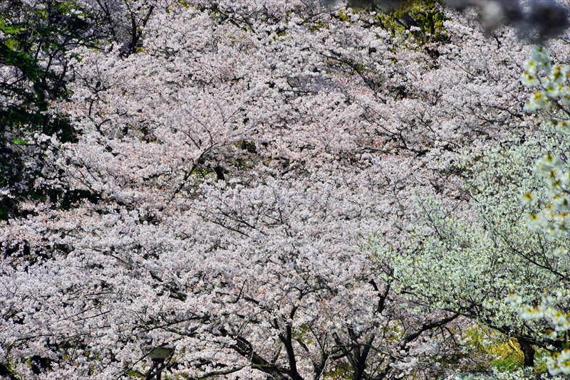1023_三ッ池公園_神奈川