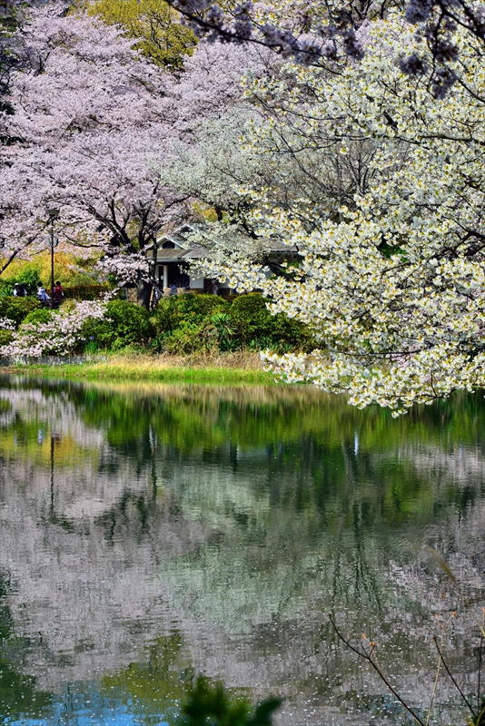 1025_三ッ池公園_神奈川
