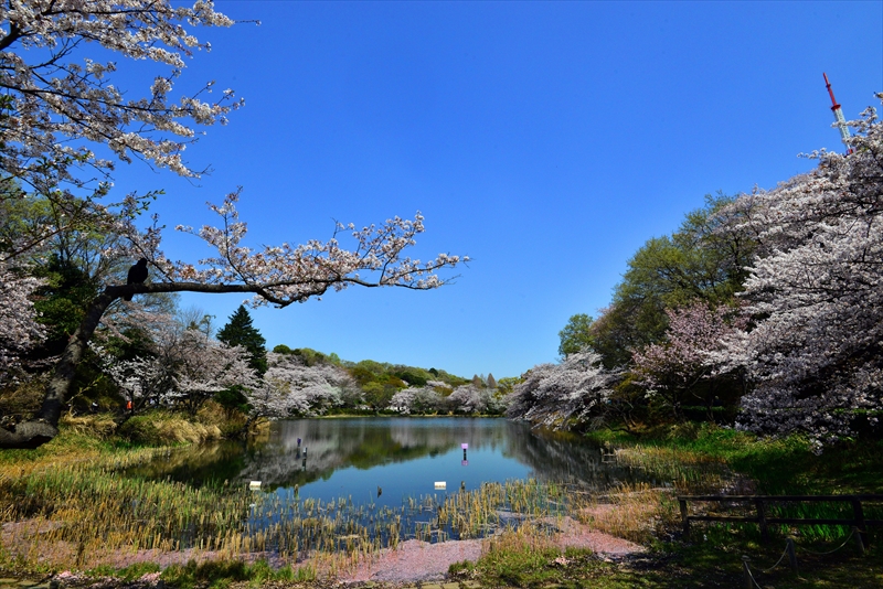 1027_三ッ池公園_神奈川