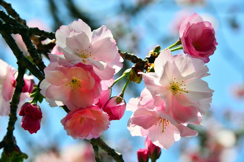 1029_三ッ池公園_神奈川