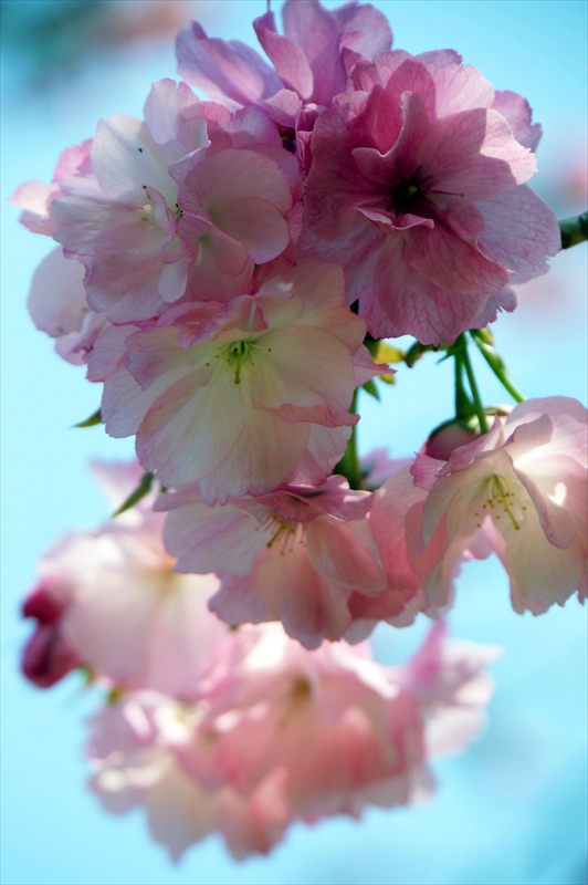 1030_三ッ池公園_神奈川