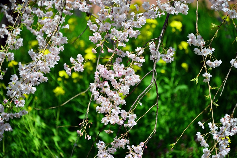 1033_三ッ池公園_神奈川