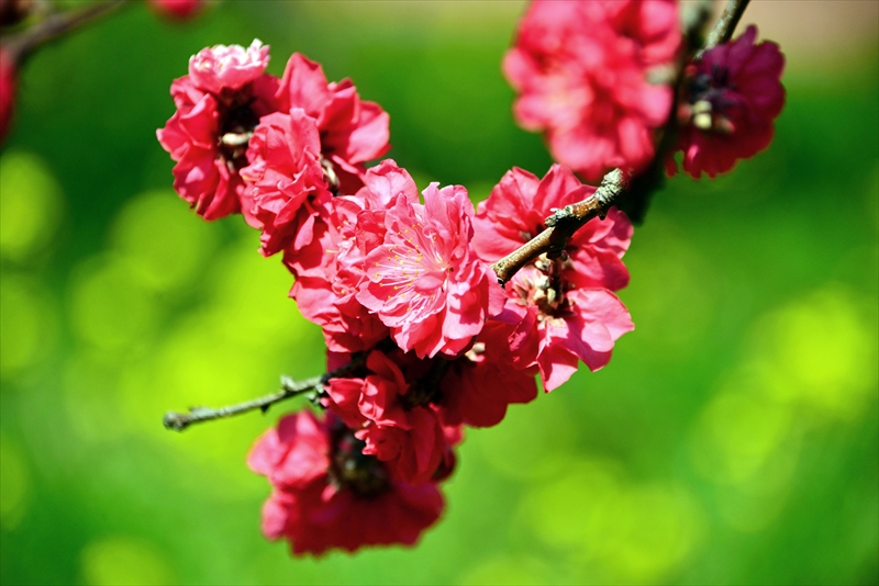 1035_三ッ池公園_神奈川