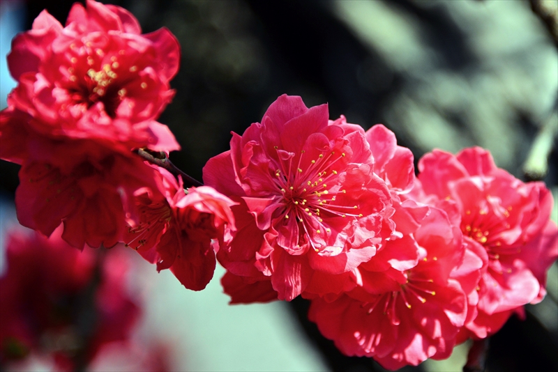 1036_三ッ池公園_神奈川