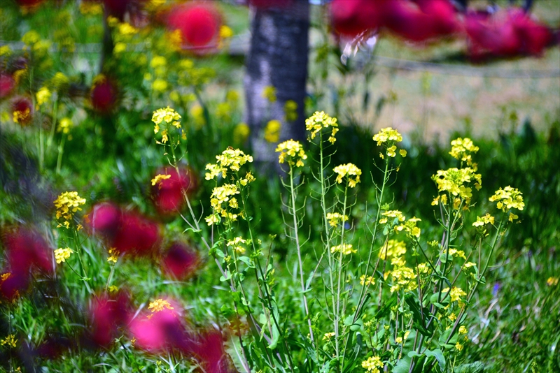 1037_三ッ池公園_神奈川