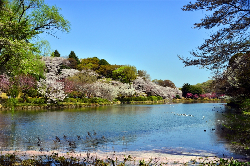1038_三ッ池公園_神奈川