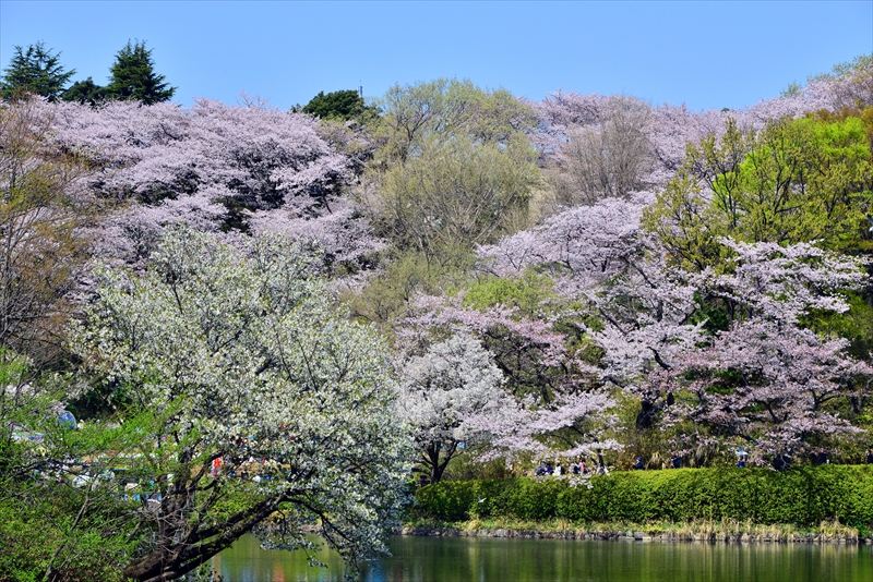 1039_三ッ池公園_神奈川