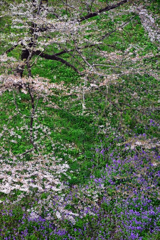 1088_千鳥ヶ淵_東京