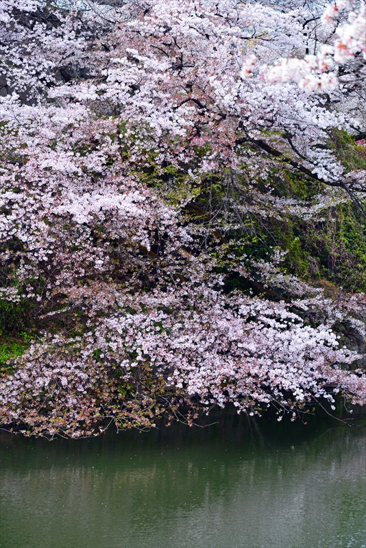 1089_千鳥ヶ淵_東京