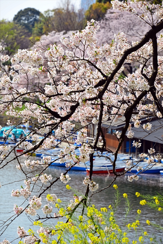 1092_千鳥ヶ淵_東京