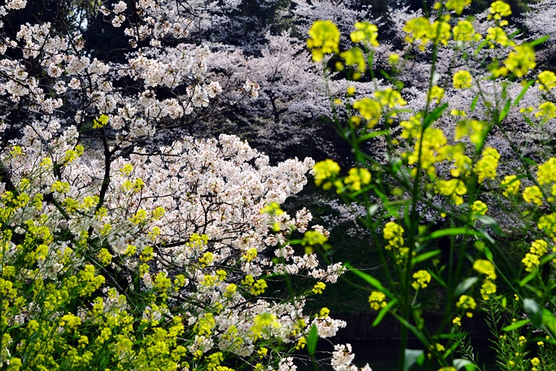 1093_千鳥ヶ淵_東京
