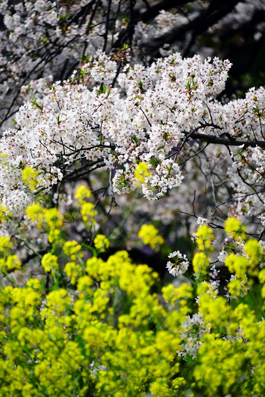 1096_千鳥ヶ淵_東京