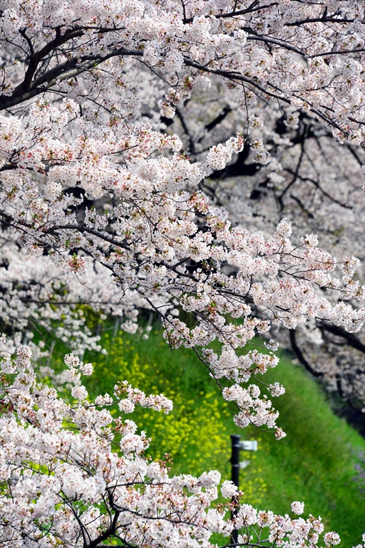 1100_千鳥ヶ淵_東京