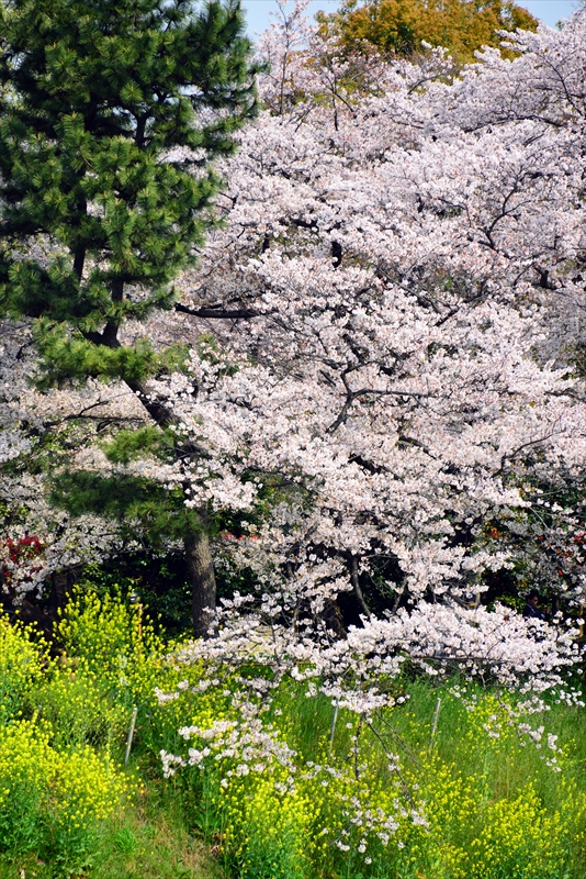 1103_千鳥ヶ淵_東京
