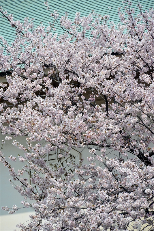 1020_靖国神社_東京