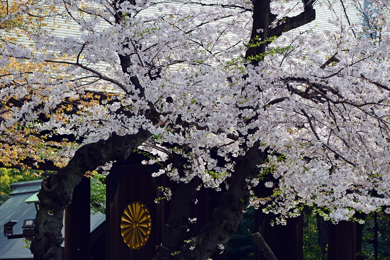 1022_靖国神社_東京