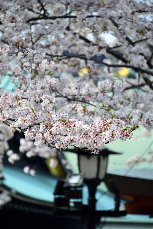 1023_靖国神社_東京