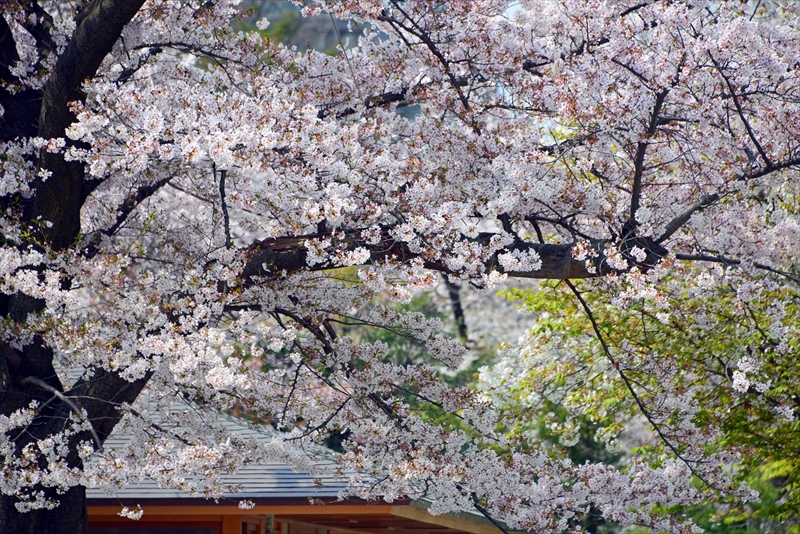 1024_靖国神社_東京