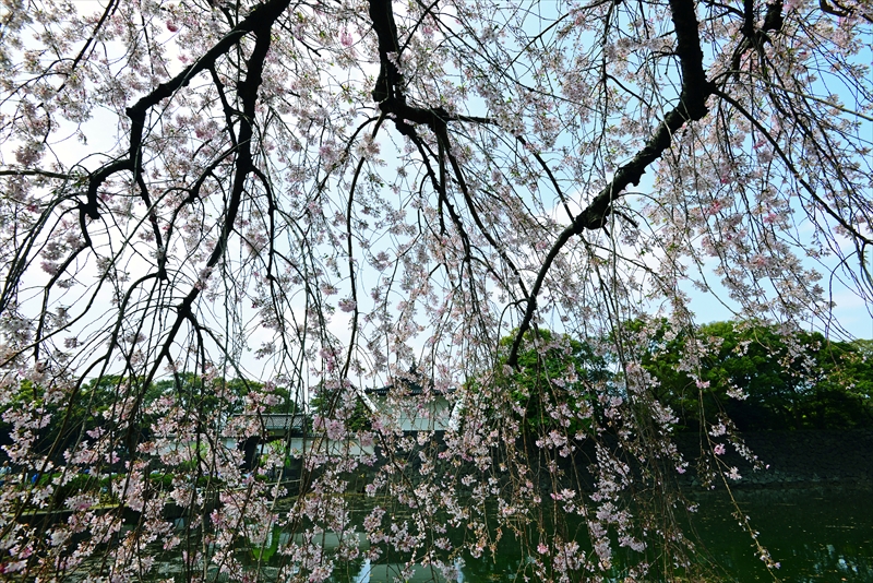 1026_靖国神社_東京