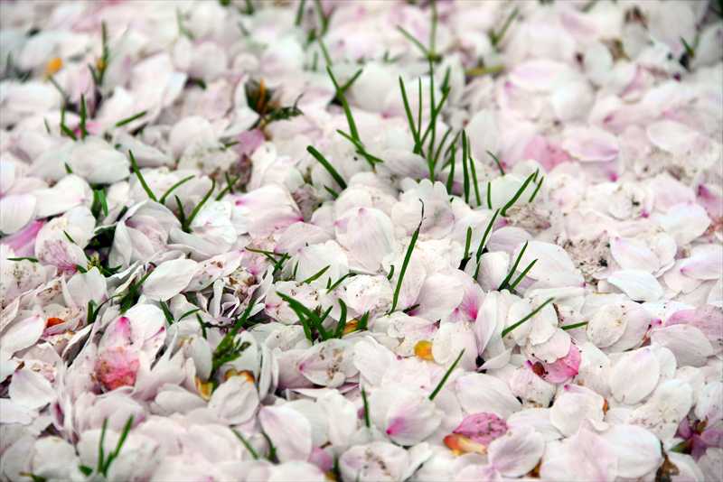 1046_日本のさくら（素材）_日本