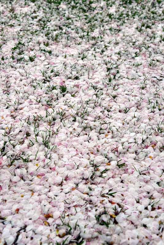 1048_日本のさくら（素材）_日本