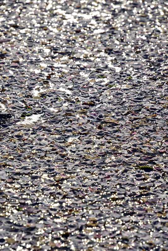 1049_日本のさくら（素材）_日本