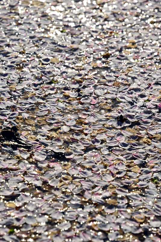 1050_日本のさくら（素材）_日本