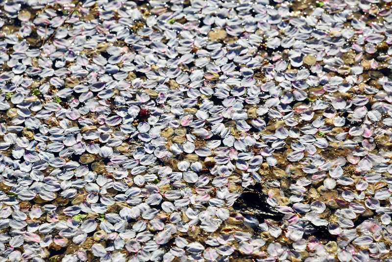 1051_日本のさくら（素材）_日本