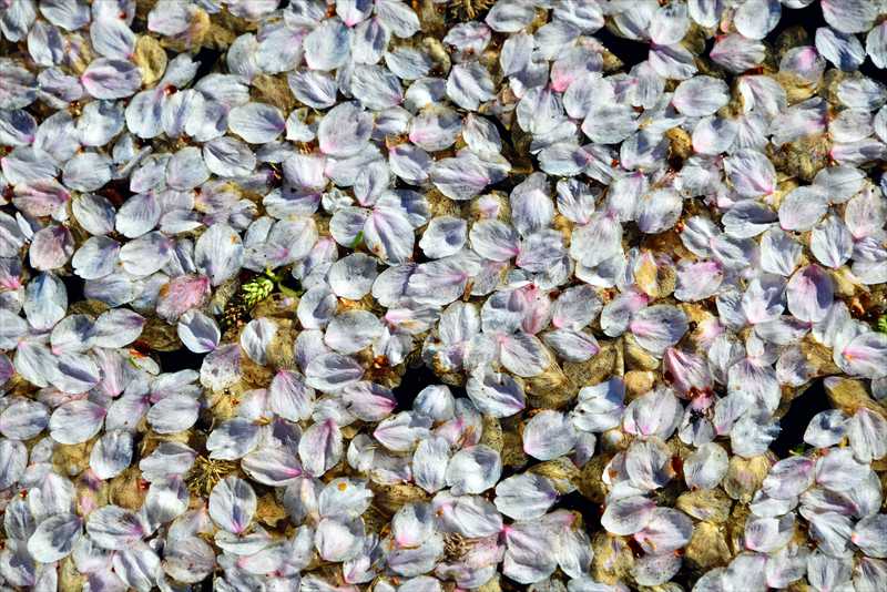 1052_日本のさくら（素材）_日本